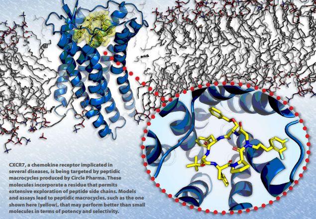 CXCR7受體，Circle公司大環肽化合物開發平臺的靶點之一